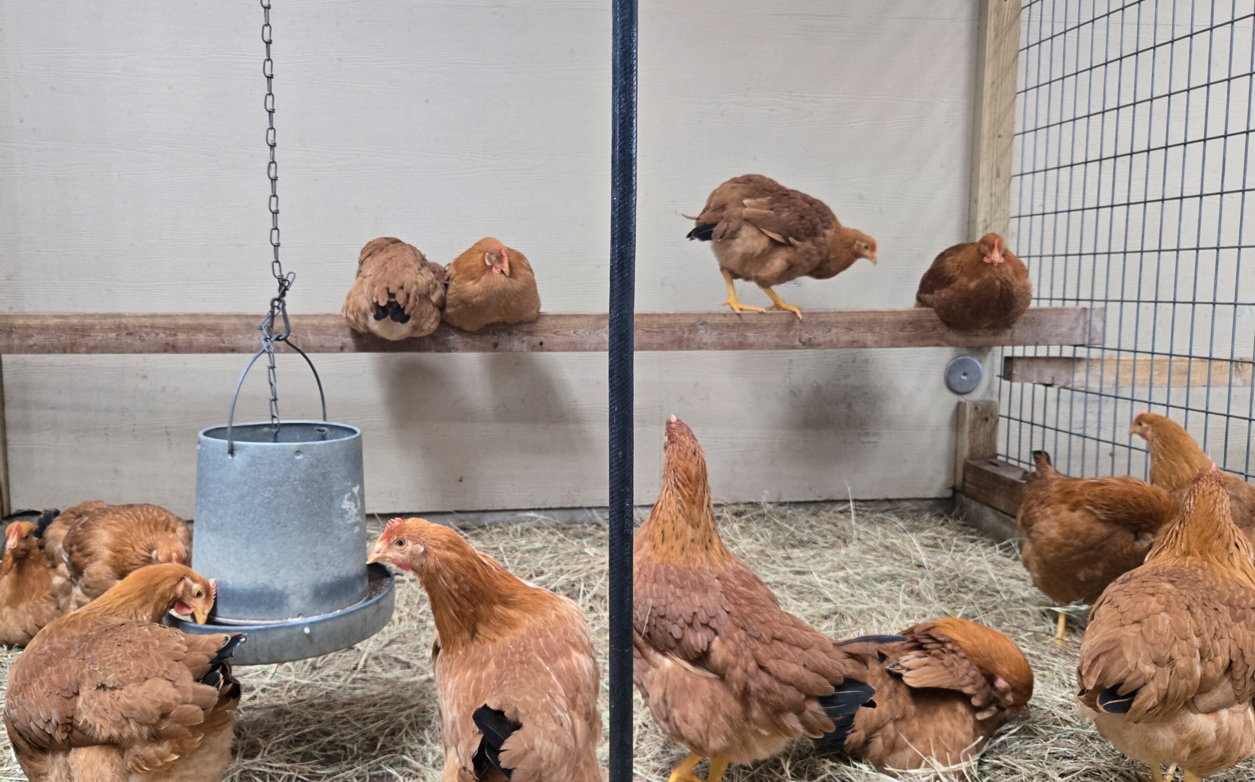 Gripe aviária: veja dicas de prevenção para pequenos criadores de aves
