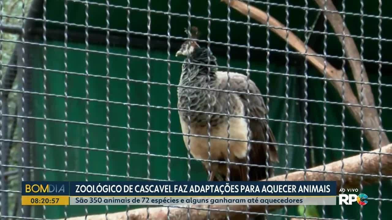 Zoológico de Cascavel adapta ambiente e alimentação para proteger animais do frio | Oeste e Sudoeste