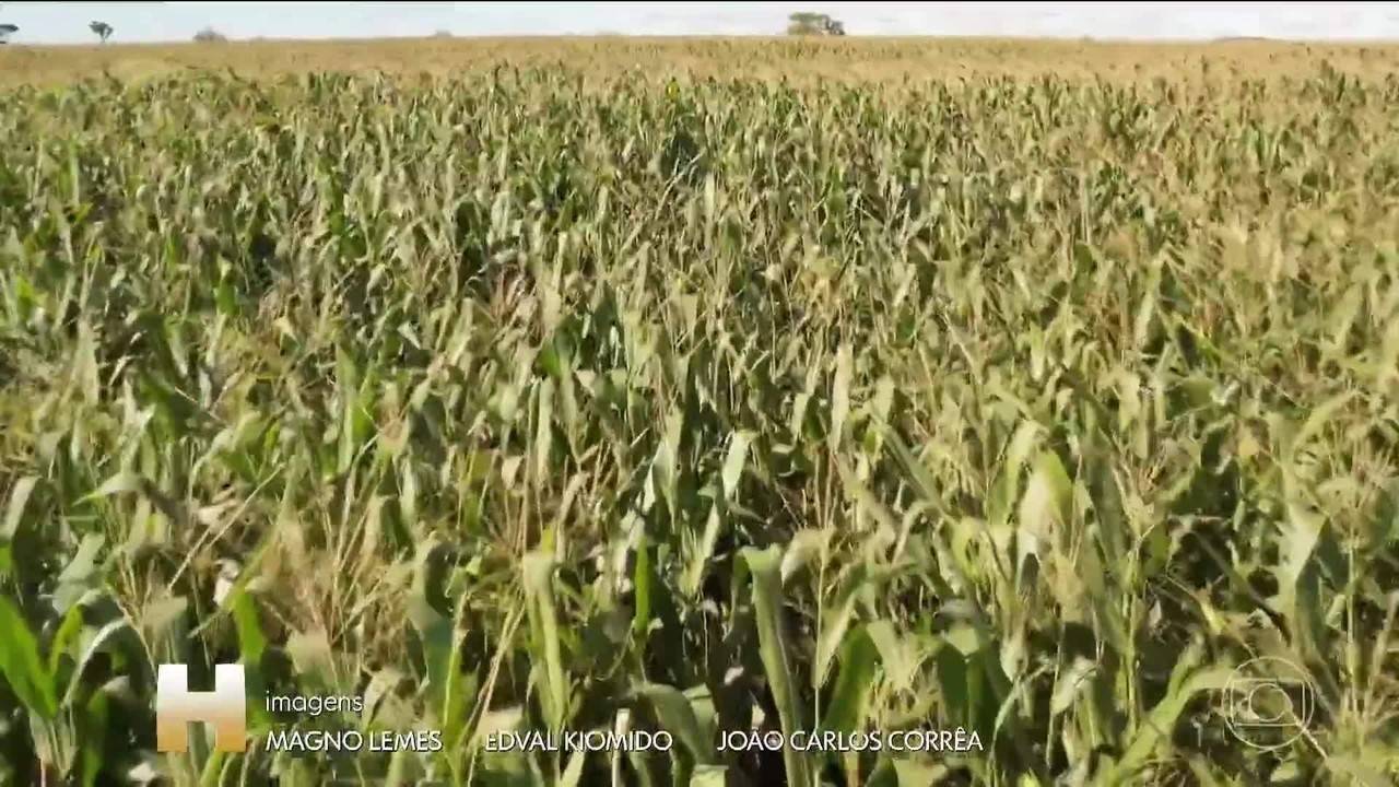 Por que o agro (especialmente a soja) puxou o crescimento da economia no início do ano