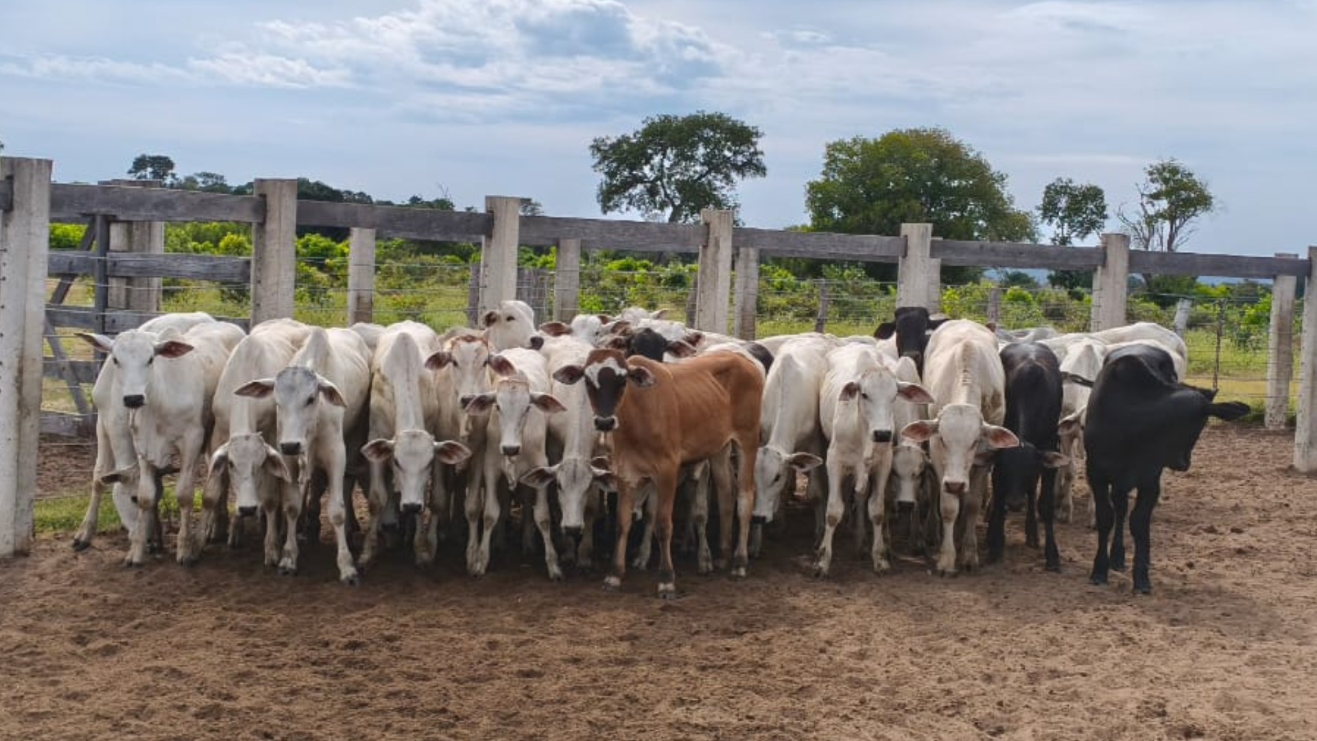 Brasil é reconhecido como livre de febre aftosa sem vacinação e pode aumentar exportação de carnes