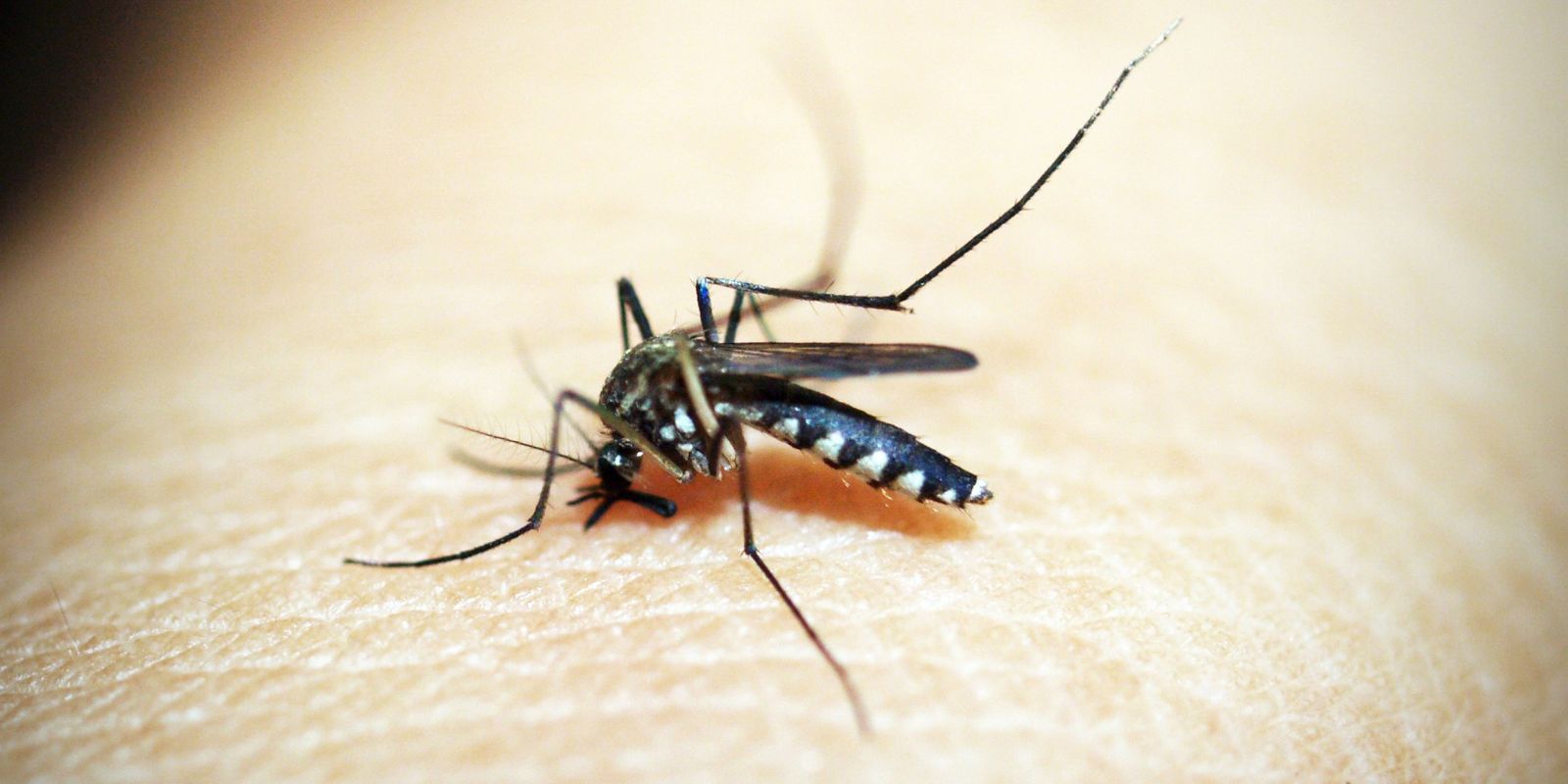 Opas alerta sobre aumento de casos de febre amarela nas Américas