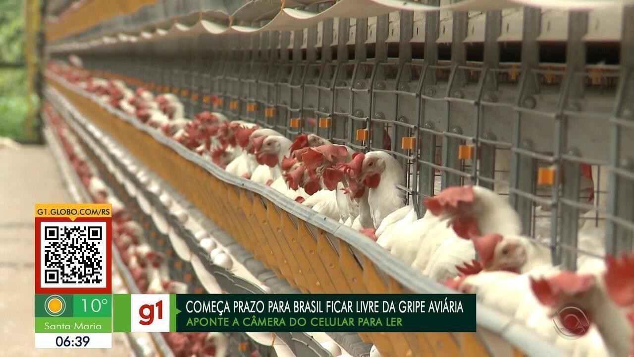 Gripe aviária: sem novos casos em Montenegro, RS desinstala barreiras sanitárias e adota fiscalização móvel | Rio Grande do Sul