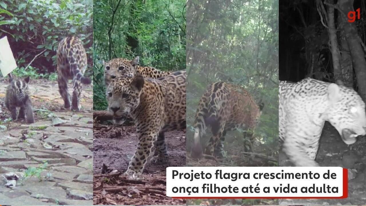 Vídeo: projeto flagra crescimento de onça filhote até a vida adulta no Parque Nacional do Iguaçu, no Paraná
