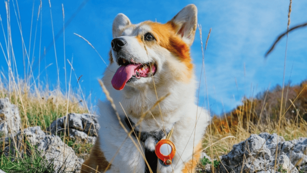 Por que cachorros cheiram os traseiros uns dos outros?