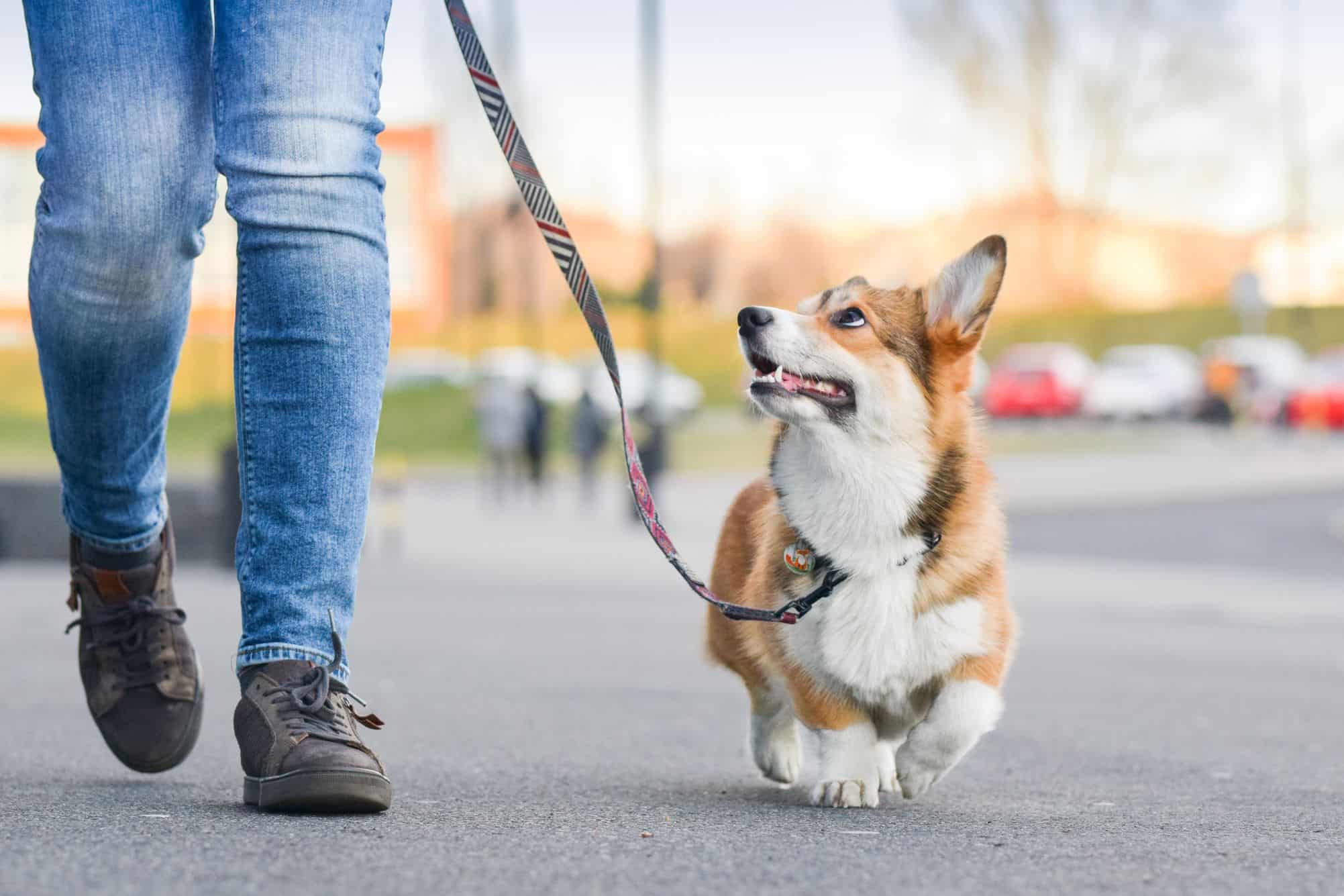 Neste país, caminhar com seu cachorro pode te fazer ir preso