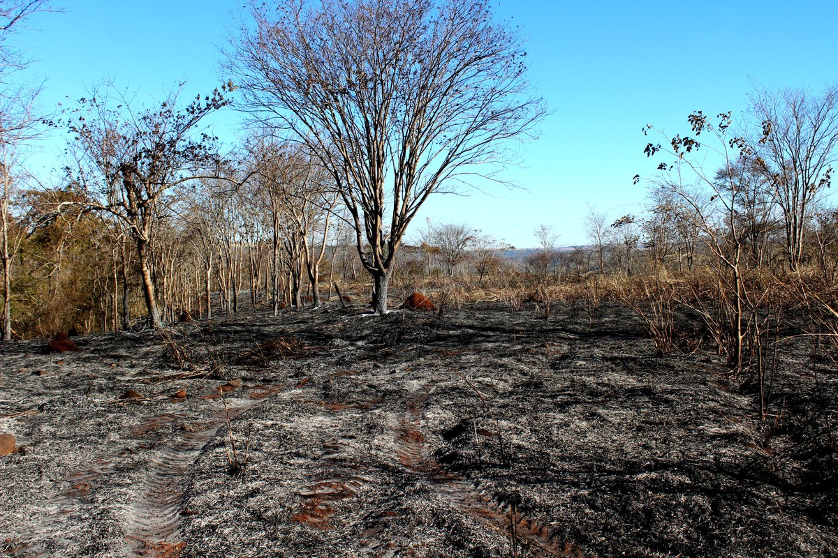 Parque do Pau Furado ainda tem reflexos do incêndio que devastou parte da reserva em Uberlândia | Triângulo Mineiro