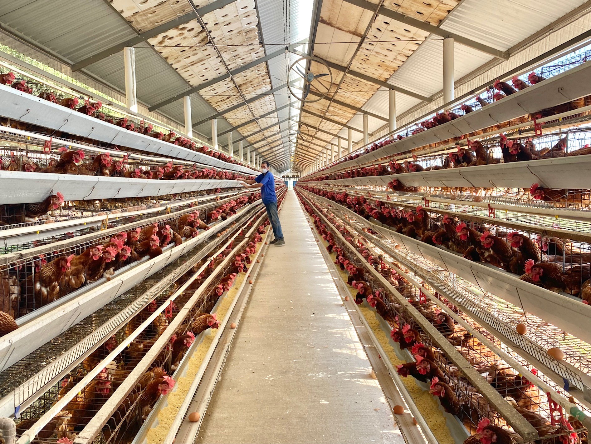 Kuwait suspende importação de frango de todo o Brasil; Namíbia flexibiliza e embarga só estado do RS