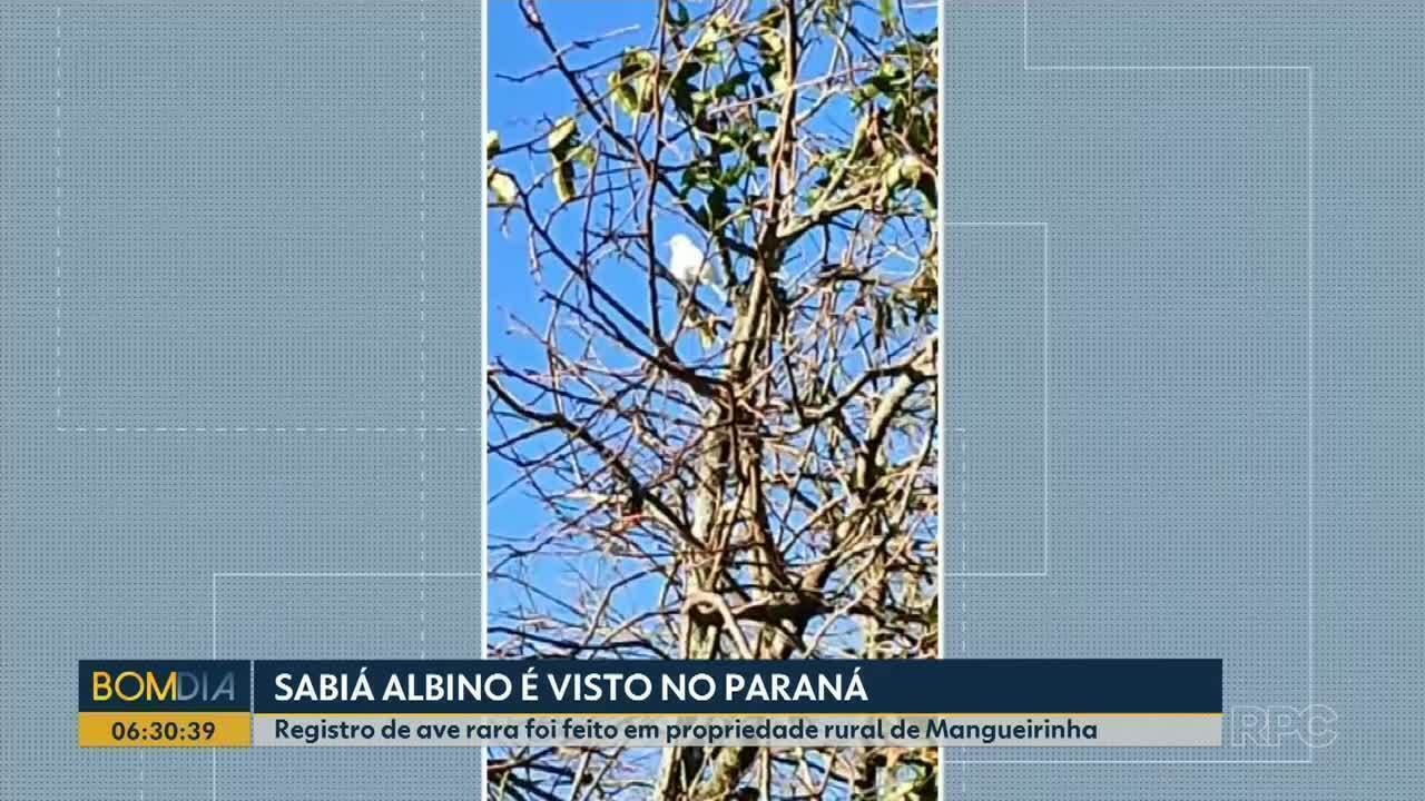 Sabiá-laranjeira totalmente branco é avistado em propriedade rural no Paraná | Oeste e Sudoeste