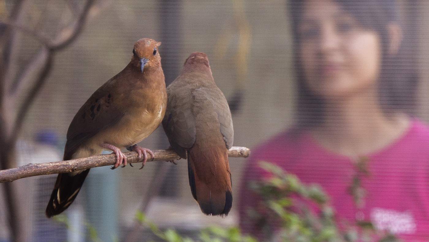 Três aves criticamente ameaçadas chegam a Foz do Iguaçu para reforçar projeto de conservação | Parque das Aves