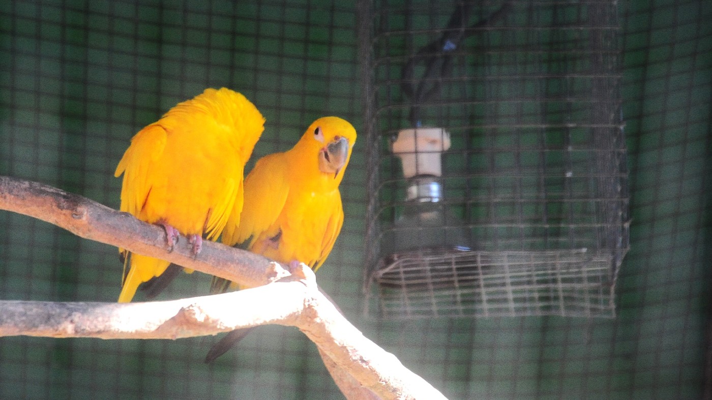 Reforçando os cuidados com animais durante o inverno em Foz do Iguaçu | Parque das Aves
