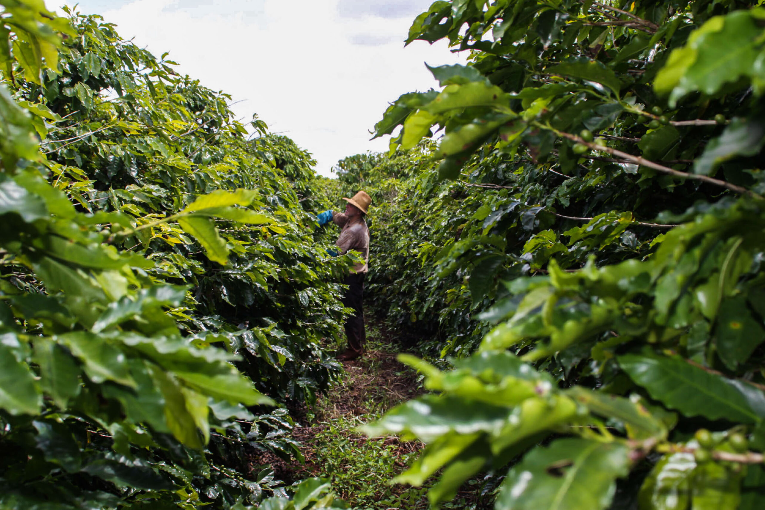 Geada negra deu início à transformação da economia no Paraná