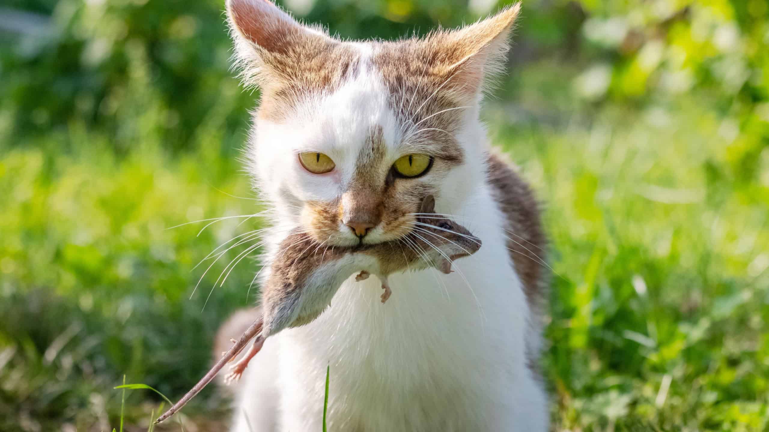 Por que gatos trazem bichos mortos para os tutores?
