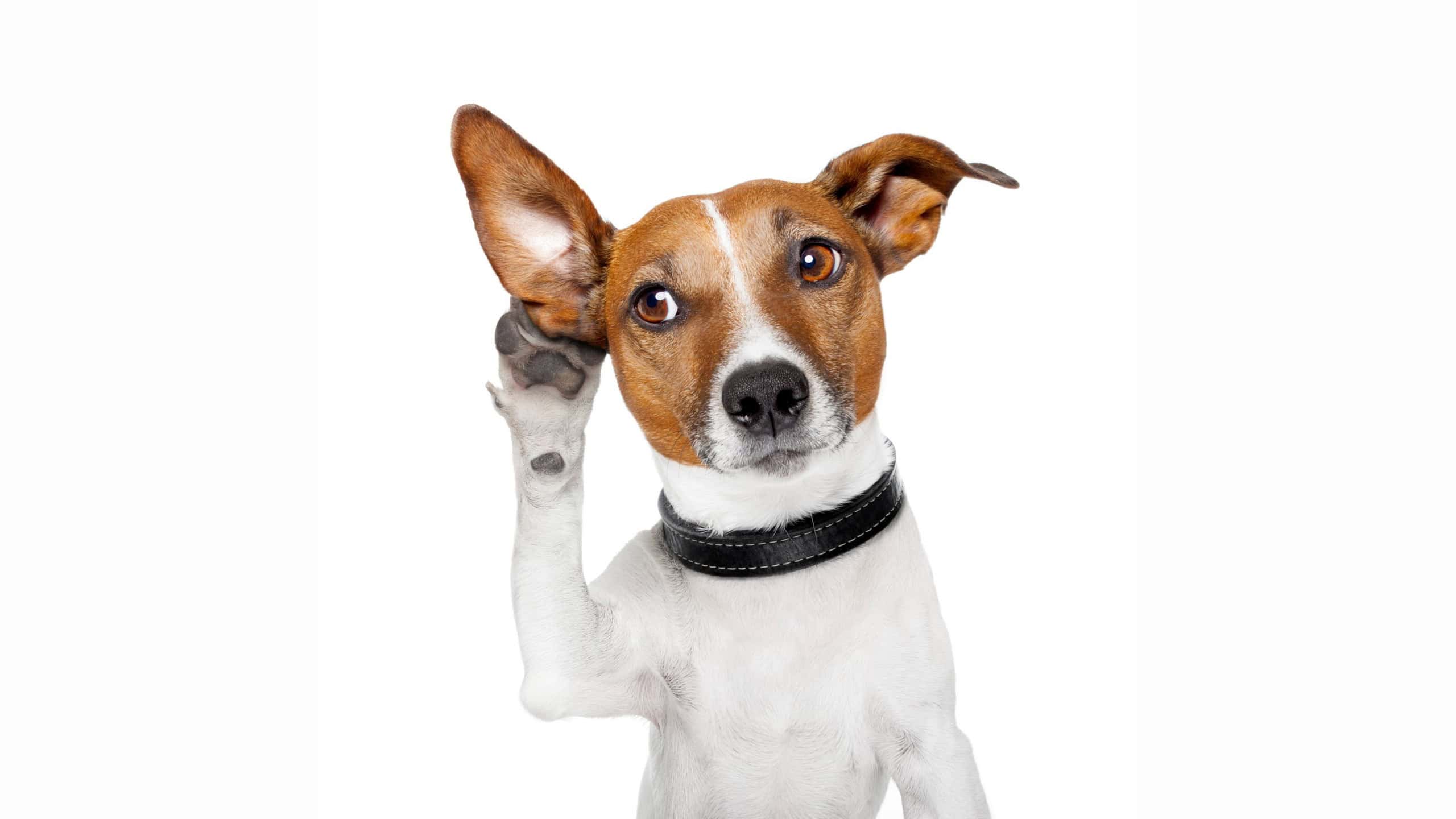 Top 8 bichos com a melhor audição do reino animal