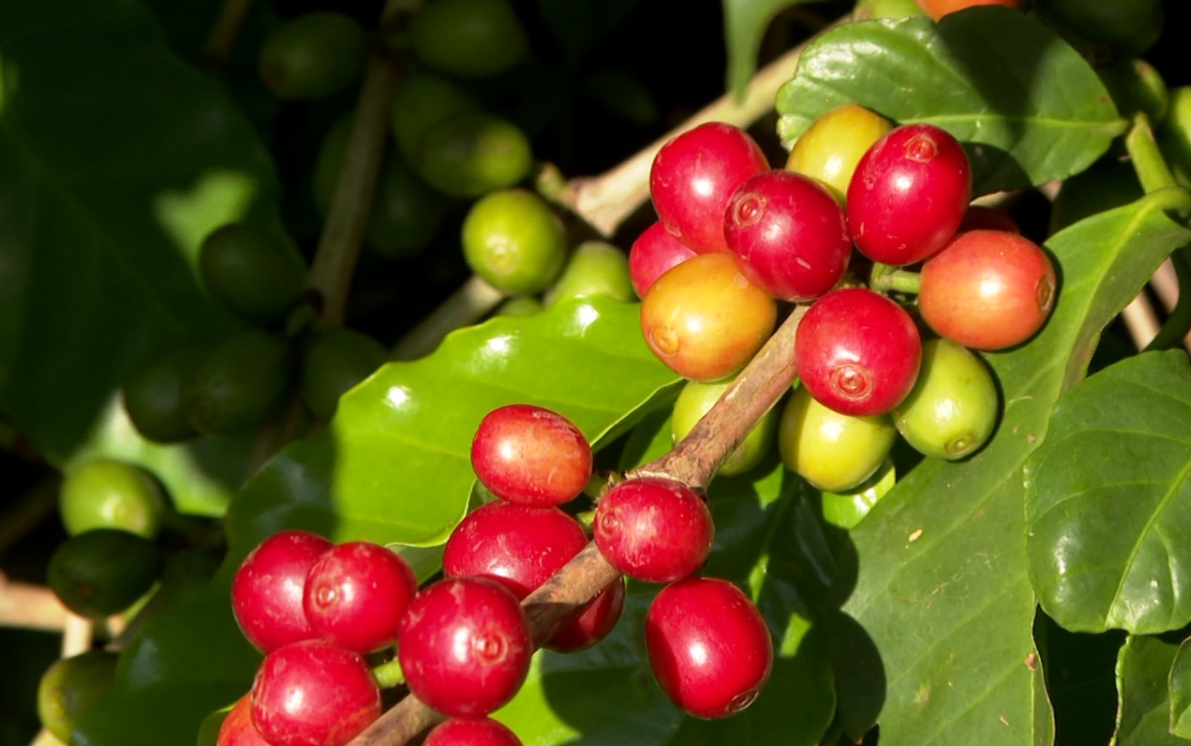 USP aponta que tarifaço de Trump pode afetar preços pagos ao produtor e desestabilizar mercados da pecuária ao pomar no Brasil | Piracicaba e Região