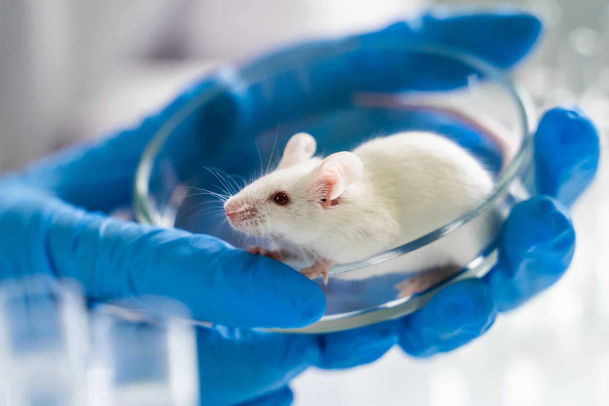 Ratos paralisados voltam a andar com novo implante cerebral
