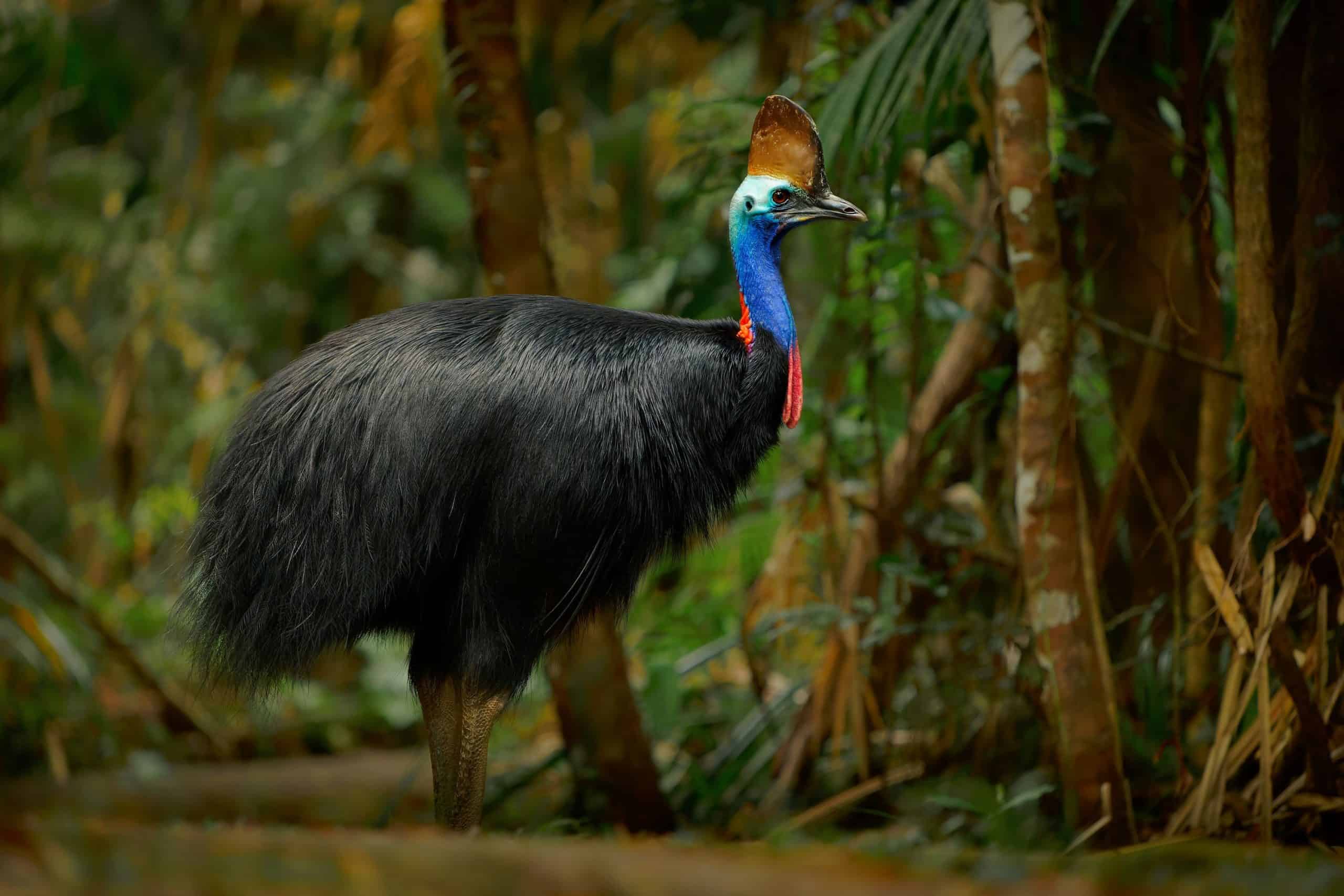 8 aves com os cantos mais assustadores da natureza