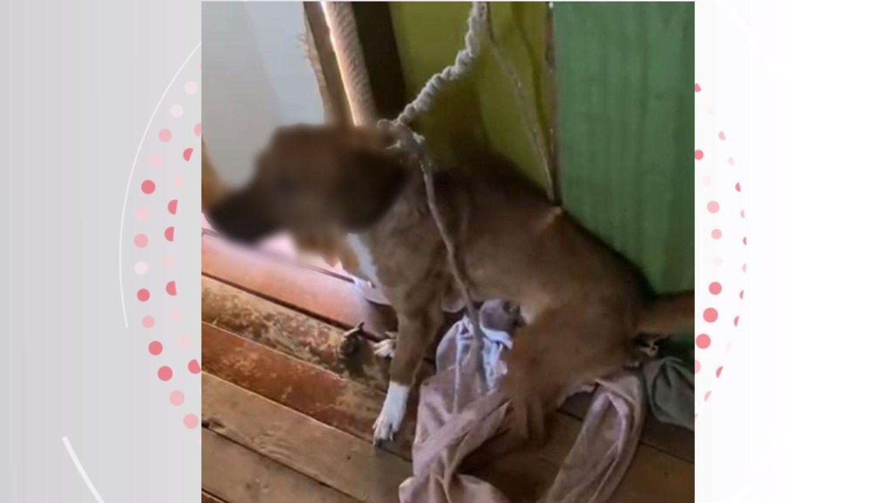 Mulher é presa em flagrante por manter cães amarrados, sem comida e com água suja no sudoeste do Paraná