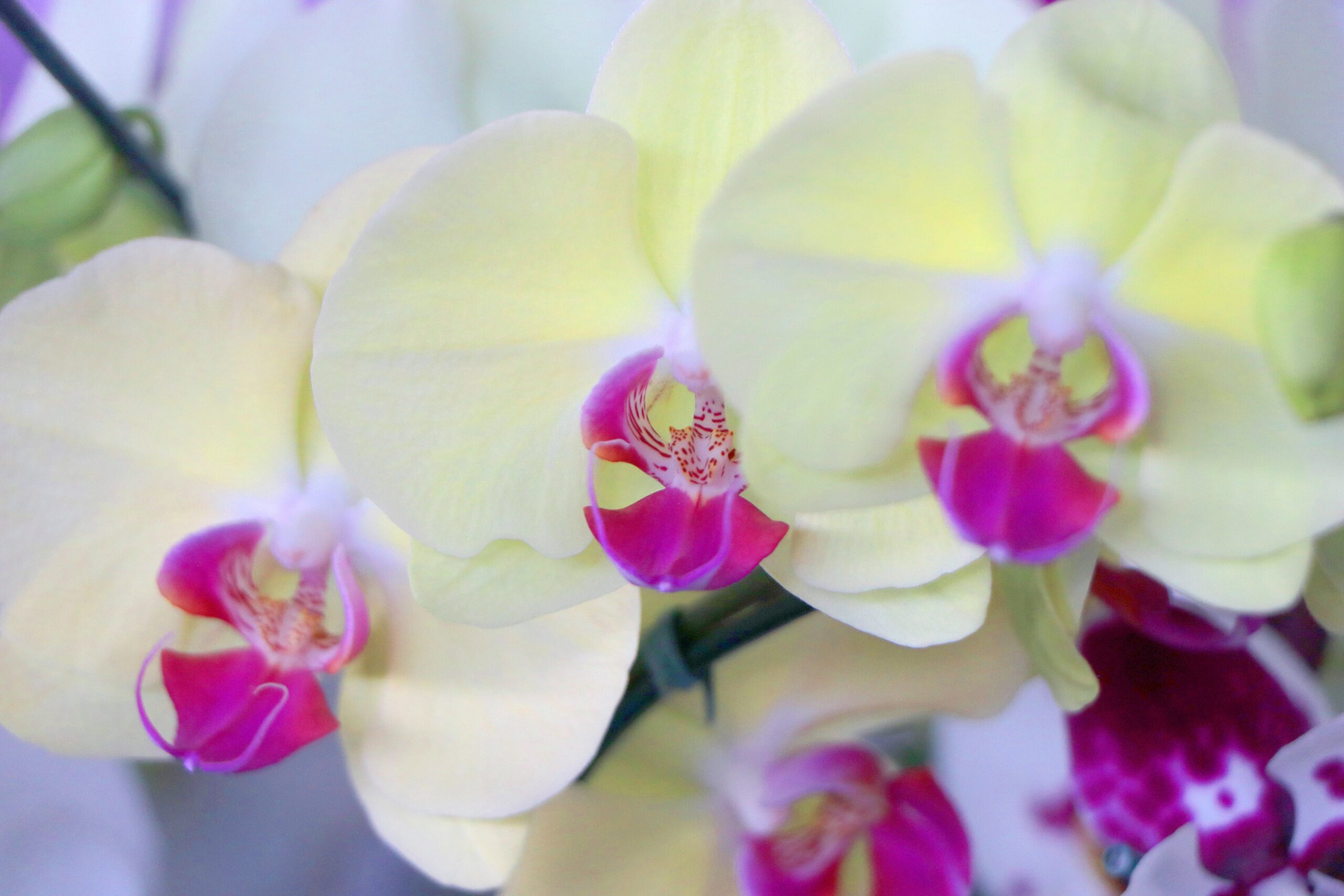 Como cultivar orquídeas