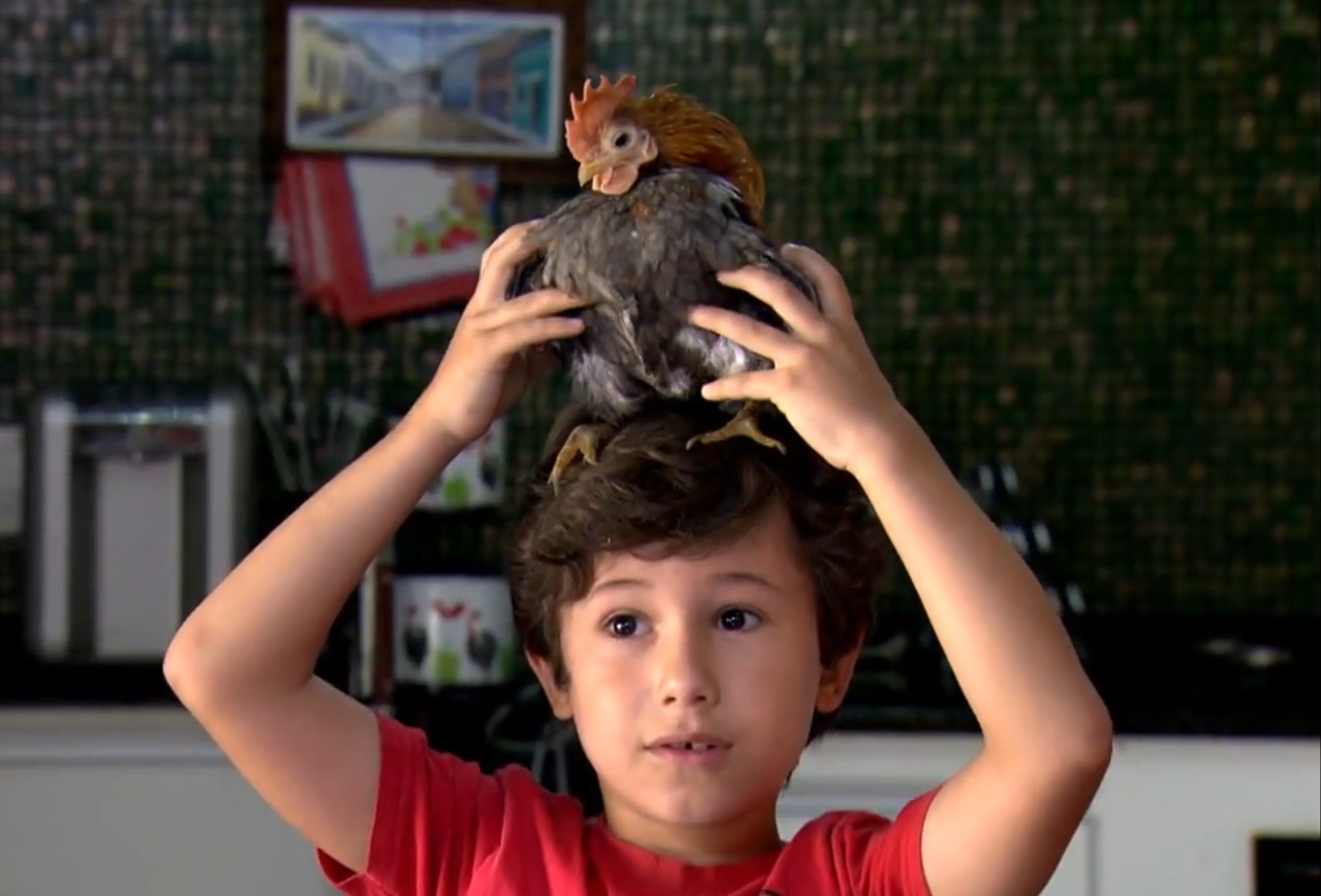 Raça da menor galinha do mundo é criada como pet e pode custar até R$ 3,5 mil