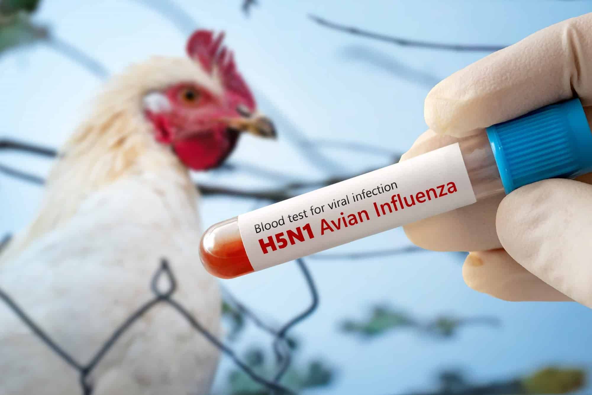 Butantan testará em humanos primeira vacina brasileira contra gripe aviária