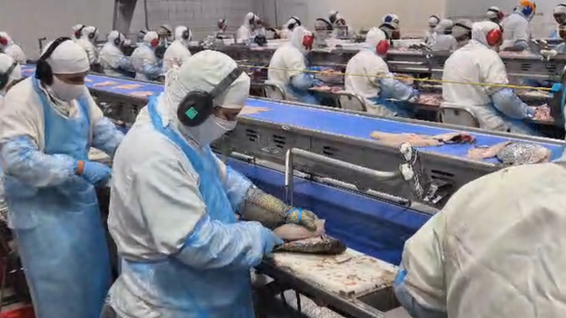 Com 99% da tilápia exportada aos EUA, produtores de MS temem perdas e pedem por negociações | Mato Grosso do Sul