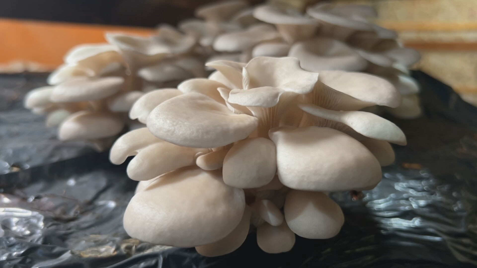 Cogumelo hiratake é grande e saboroso | Nosso Campo