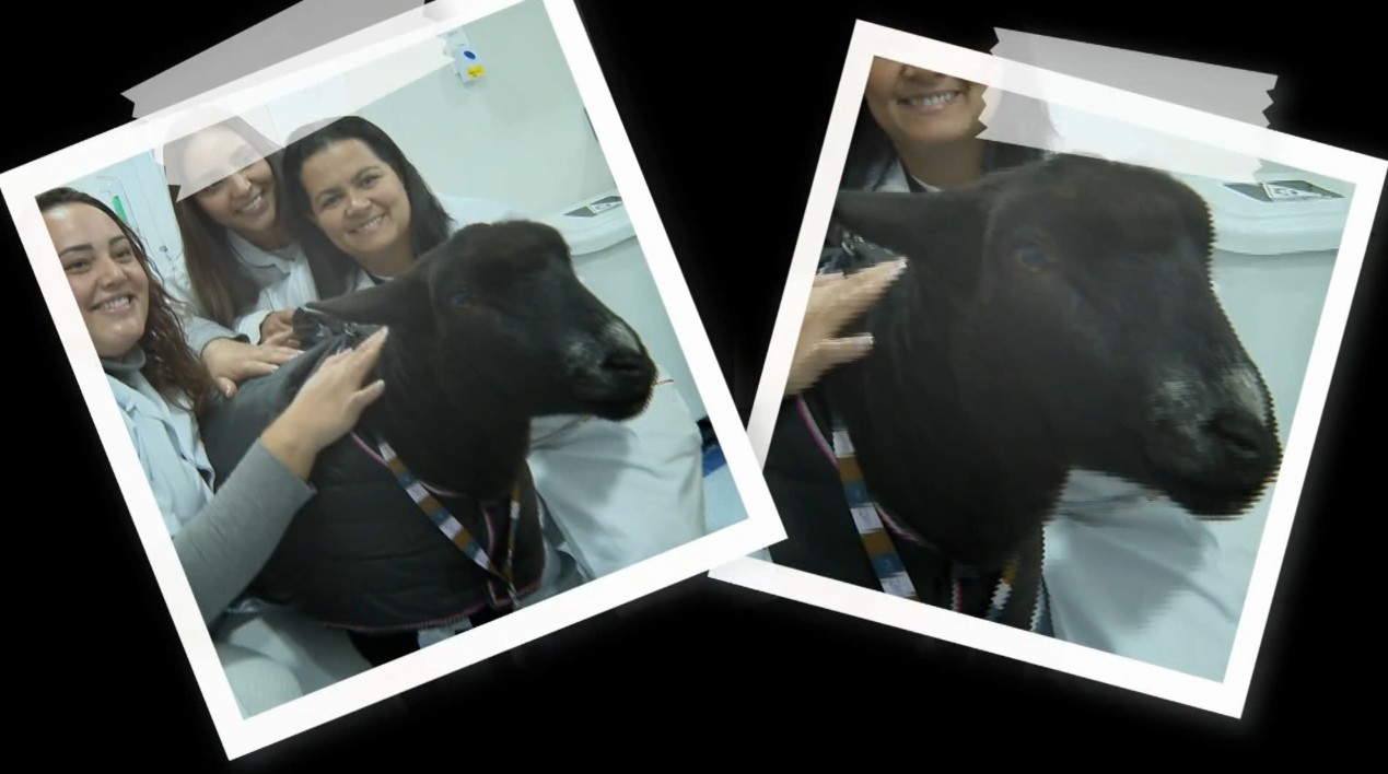 Ovelhas terapeutas visitam hospital em Curitiba e ajudam no tratamento de pacientes | Paraná