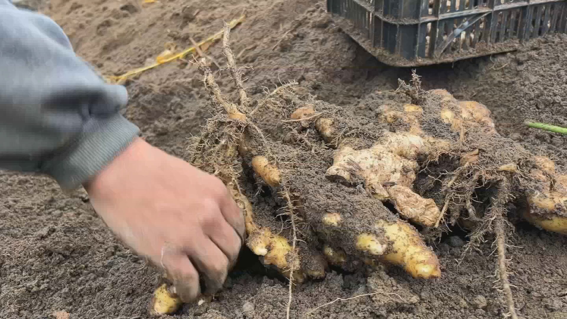 Frio favorece mercado do gengibre | Nosso Campo