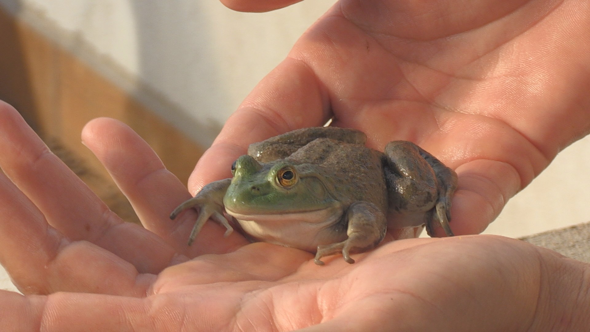 Criação de rãs para consumo vira negócio em região conhecida pela agricultura, no Paraná | Oeste e Sudoeste