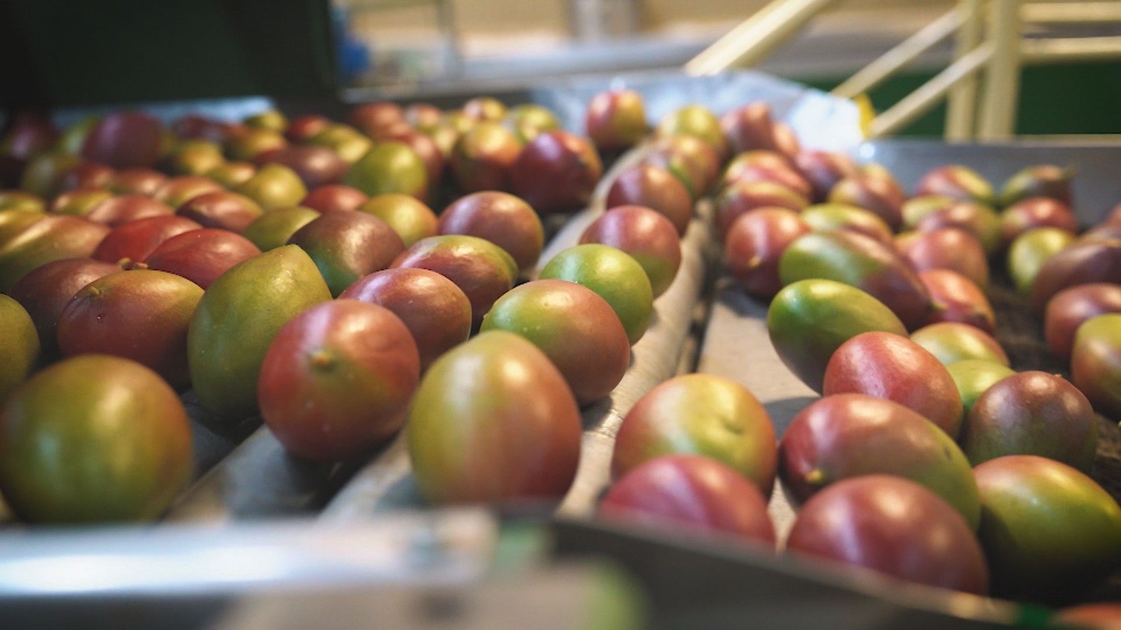 Tarifaço de Trump coloca em risco 77 mil toneladas de frutas brasileiras que aguardam exportação para os EUA | Política