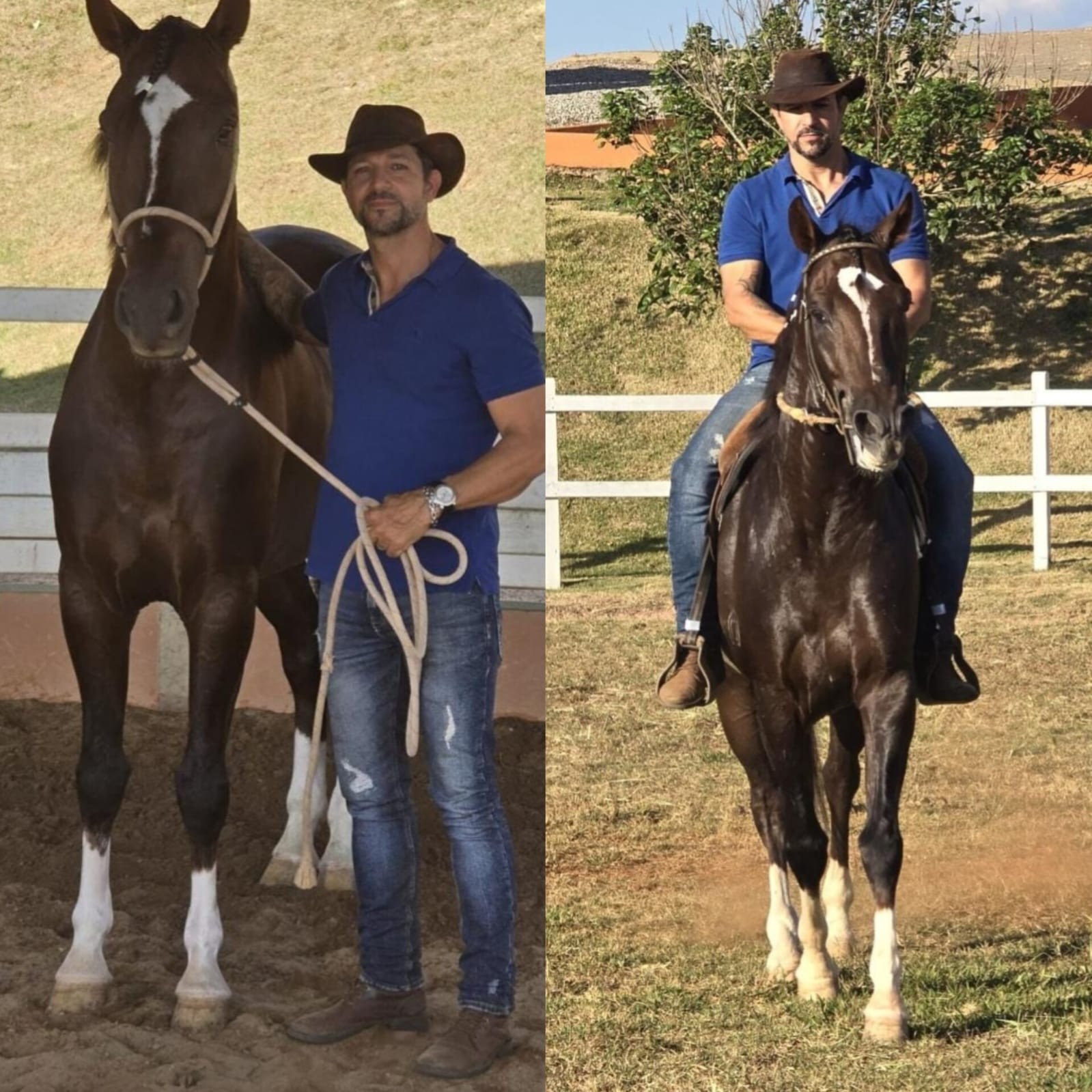 Dourado, Elétric e Quantum: conheça alguns dos cavalos que morreram após comer ração contaminada